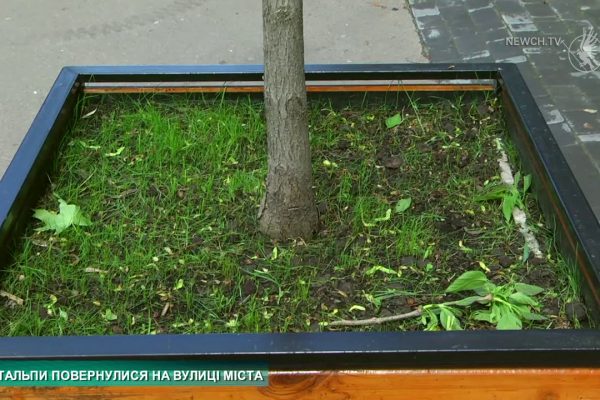 Катальпи повернулися