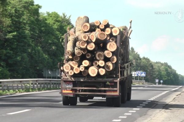 Чи допоможе електронний облік деревини ?
