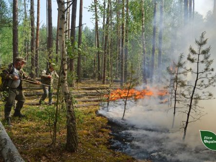 На Новгород-Сіверщині борються з лісовою пожежею, що виникла внаслідок російських обстрілів