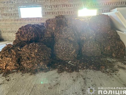 На Чернігівщині викрили учасників злочинної групи, які займалися вирощуванням та збутом тютюну